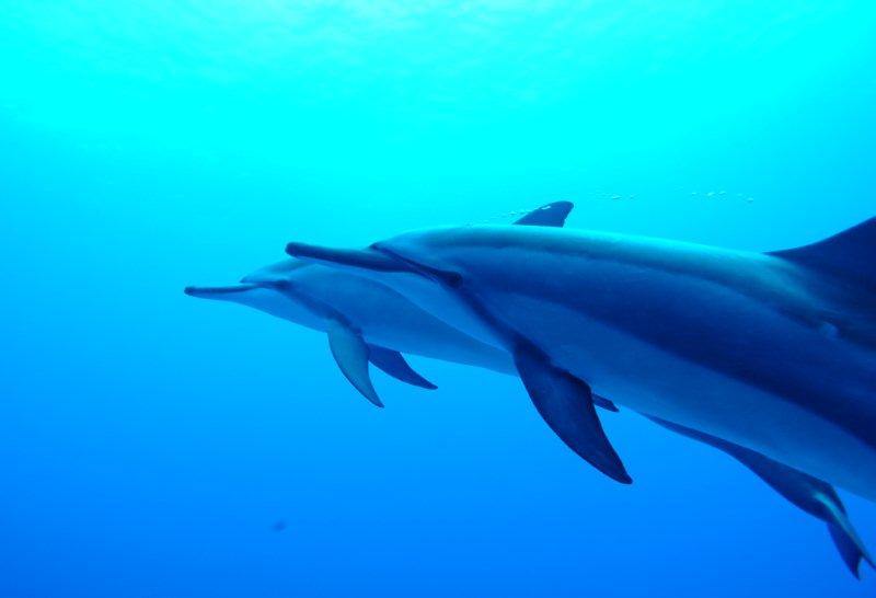 dolphins close up